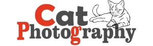 Cat Photography